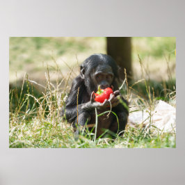 Bonobos Picnic Poster