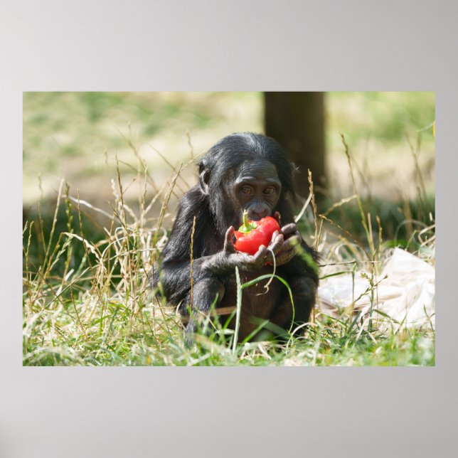 Bonobos Picnic Poster (Framsidan)