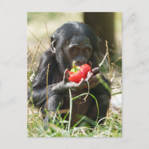 Bonobos Picnic Vykort