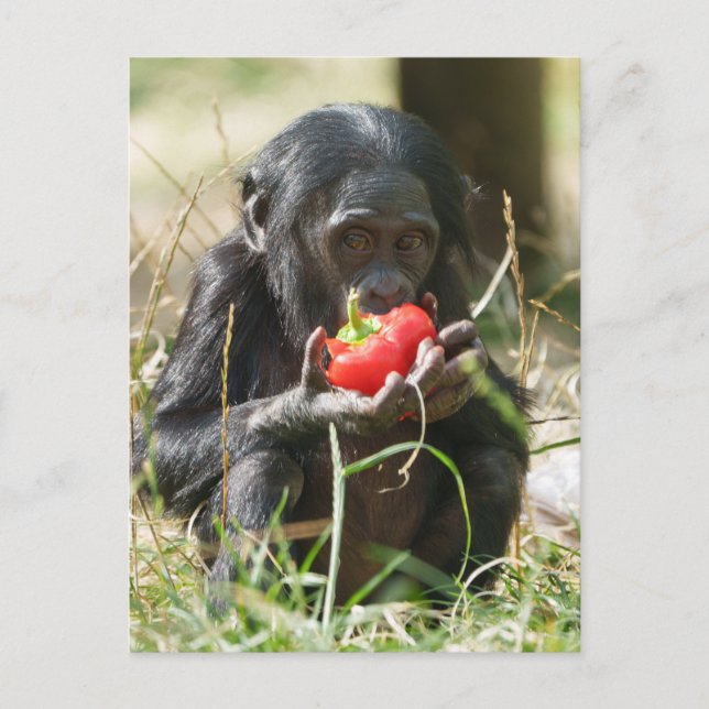 Bonobos Picnic Vykort (Framsida)