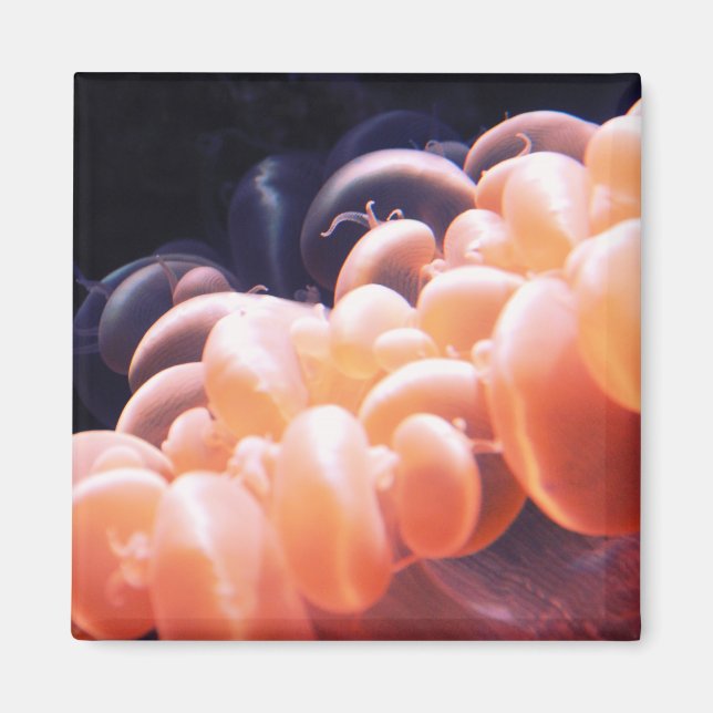 bönor, lort 8x8 magnet (Framsidan)