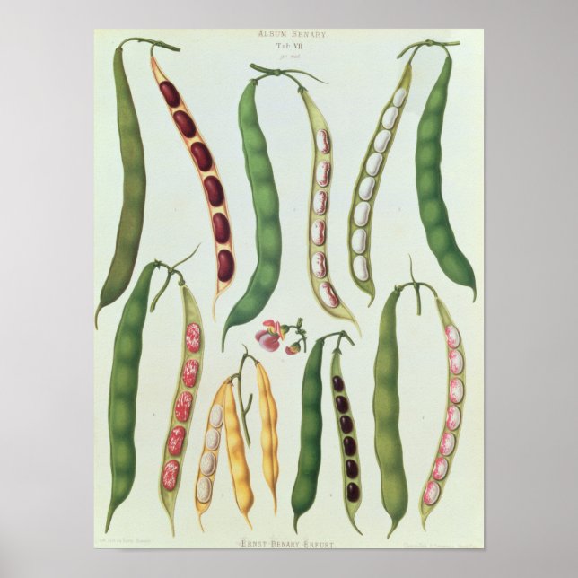 Bönor Poster (Framsidan)
