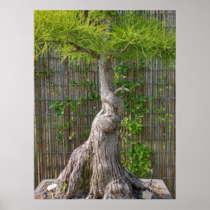 Bonsai Eejit Träd Poster