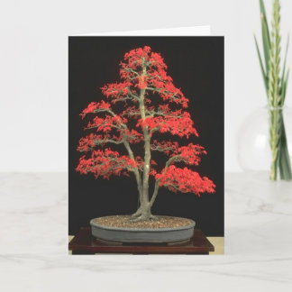 Bonsai förbigår kortet kort