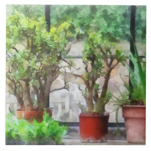 Bonsai i växthus kakelplatta