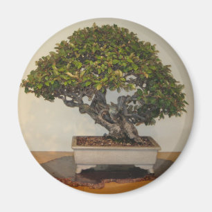 Bonsai på medborgarearboretumen, Washington D.C. Magnet