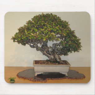 Bonsai på medborgarearboretumen, Washington D.C. Musmatta