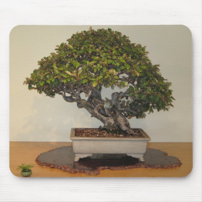 Bonsai på medborgarearboretumen, Washington D.C. Musmatta (Framsidan)