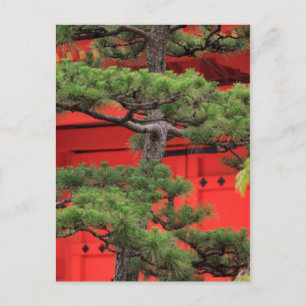 Bonsai-Tall Vykort