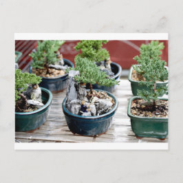 Bonsai Träd Vykort