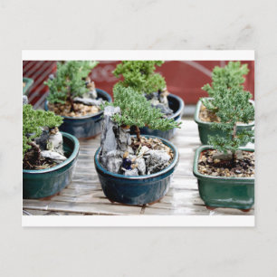 Bonsai Träd Vykort