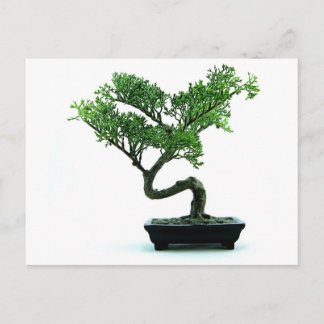 Bonsai Träd Vykort