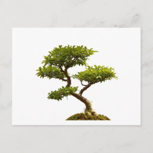 Bonsai-växt Vykort