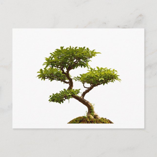 Bonsai-växt Vykort (Framsida)