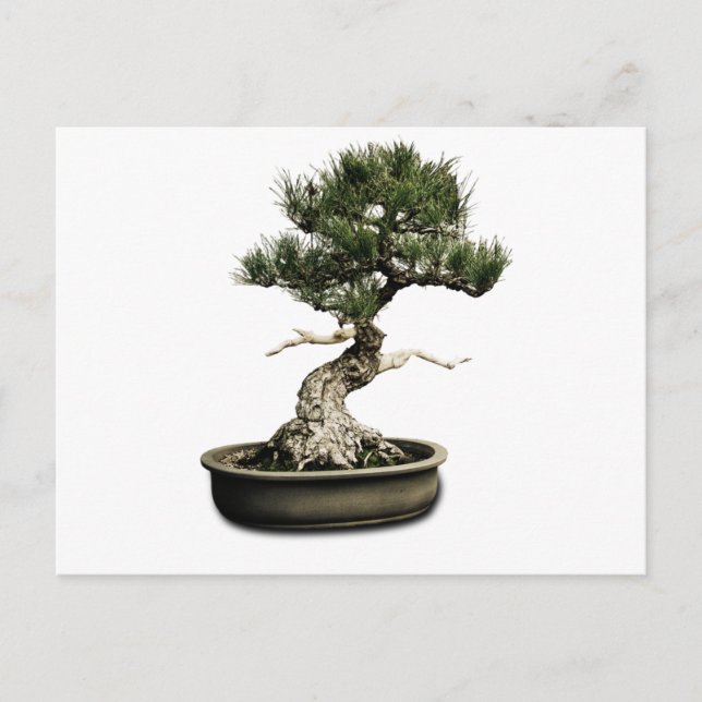 Bonsai Vykort (Framsida)