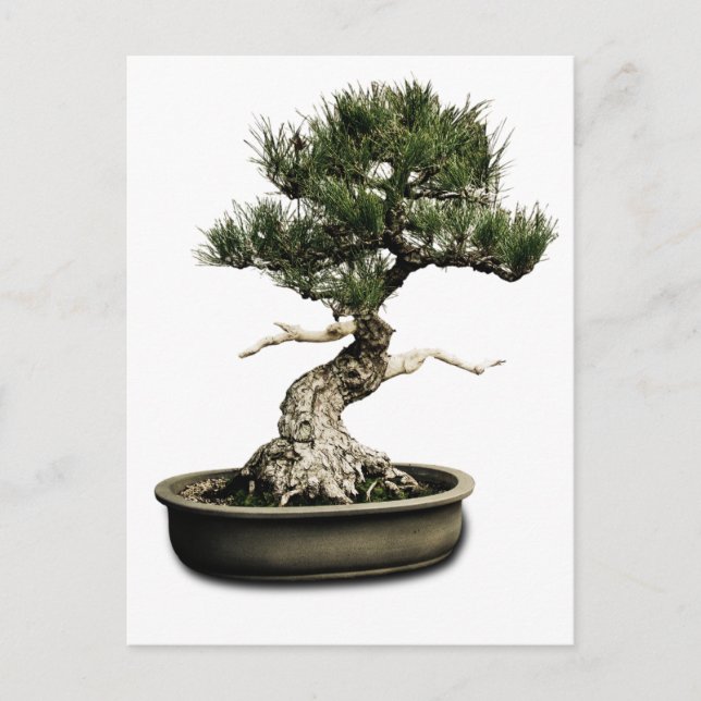 Bonsai Vykort (Framsida)