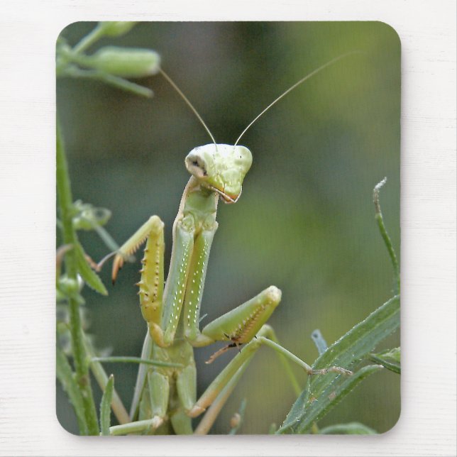 Bönsyrsa 475 Mousepad Musmatta (Framsidan)