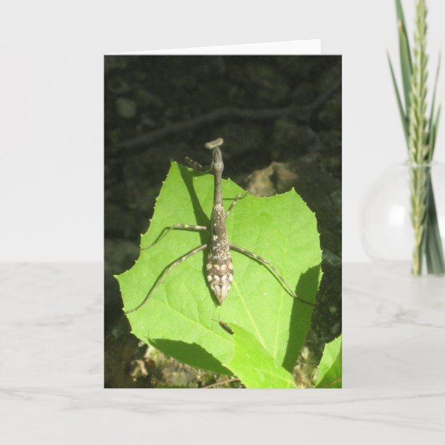 Bönsyrsa Notecard Kort (Framsida)