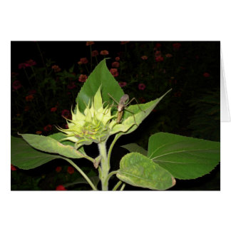 Bönsyrsa på solrosen hälsningskort