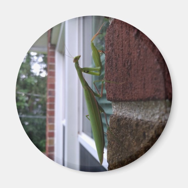 Bönsyrsa på tegelvägg magnet (Framsidan)