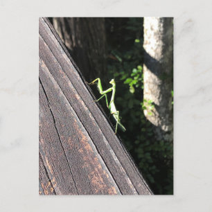 Bönsyrsa vykort