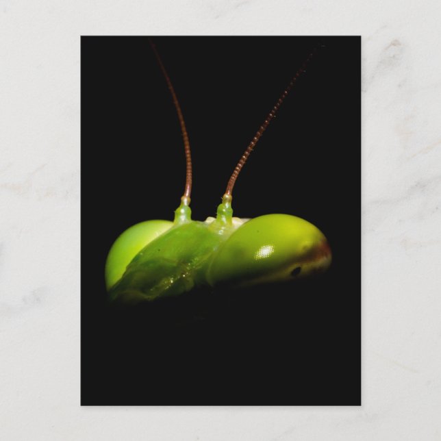 Bönsyrsa Vykort (Framsida)