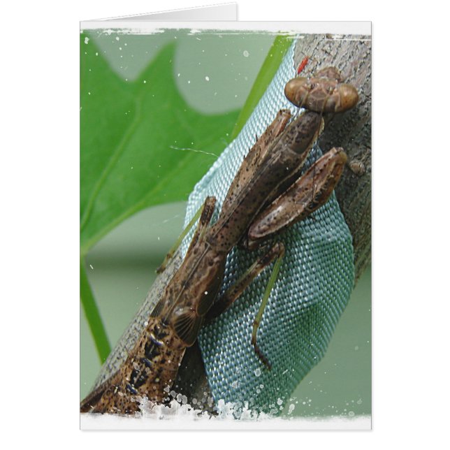 Bönsyrsainsekt Hälsningskort (Framsidan)