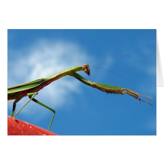 Bönsyrsan Hälsningskort (Framsidan Horizontal)