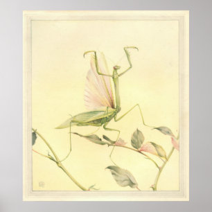 BÖNSYRSAN - insektbokillustration Poster