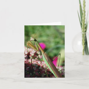 Bönsyrsnaturfotograferingsnotering Kort