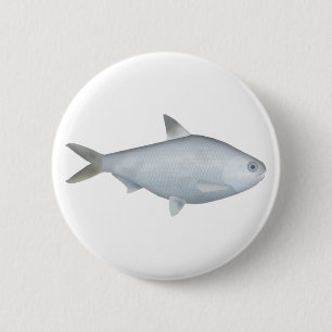Bony Bream Knapp