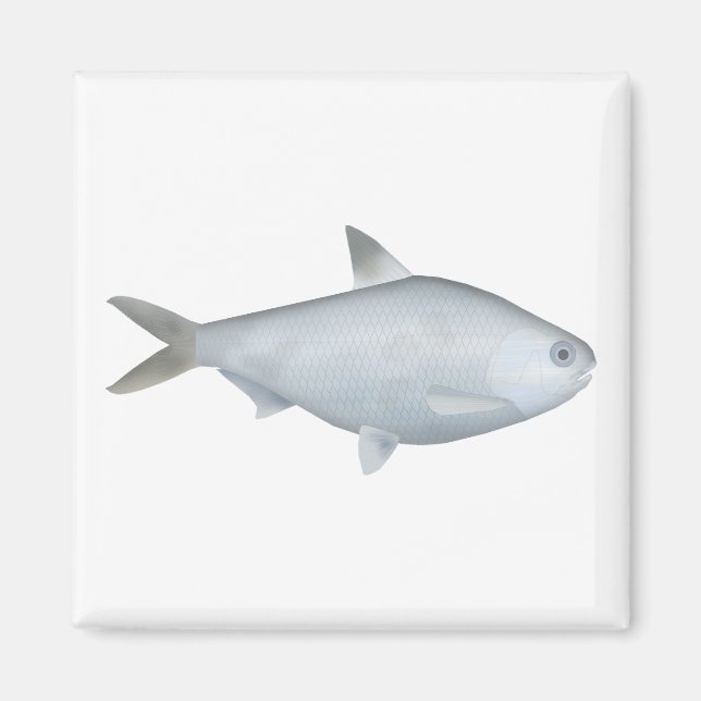 Bony Bream Magnet (Framsidan)