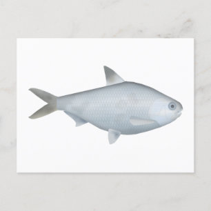 Bony Bream Vykort