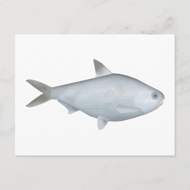 Bony Bream Vykort (Framsida)