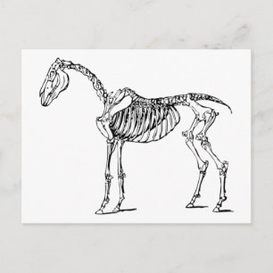 Bony Horse Vykort