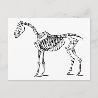 Bony Horse Vykort