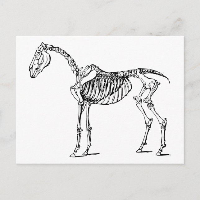 Bony Horse Vykort (Framsida)