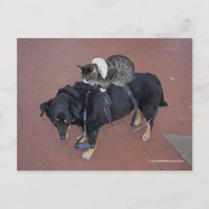 Booger, Kattunge och Mousey på State Street Vykort