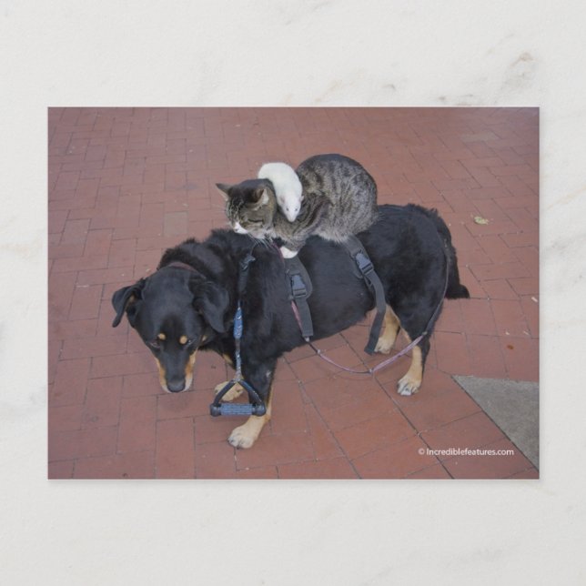 Booger, Kattunge och Mousey på State Street Vykort (Framsida)