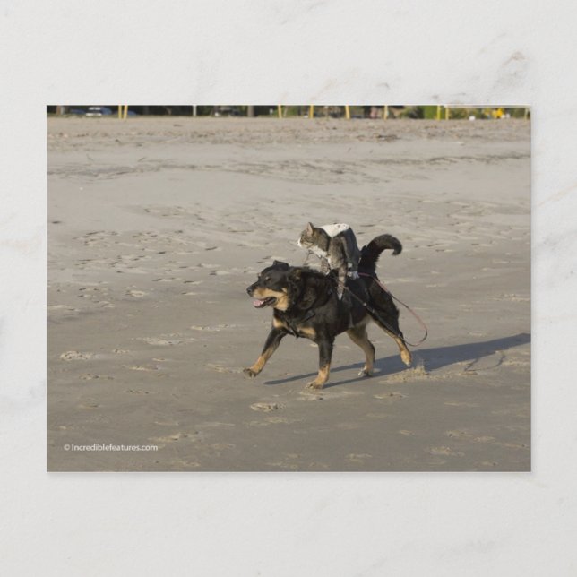 Booger, Kattunge och Mousey på stranden Vykort (Framsida)