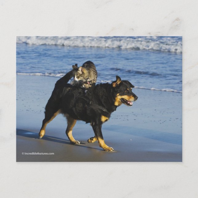 Booger, Kattunge och Mousey Vykort (Framsida)