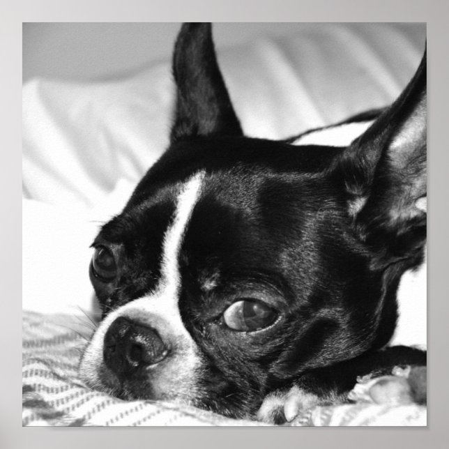 Boohoo Poster (Framsidan)