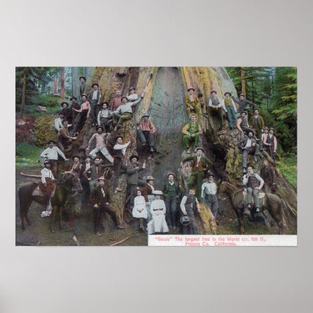 Boole, världens största Träd Poster (Framsidan)