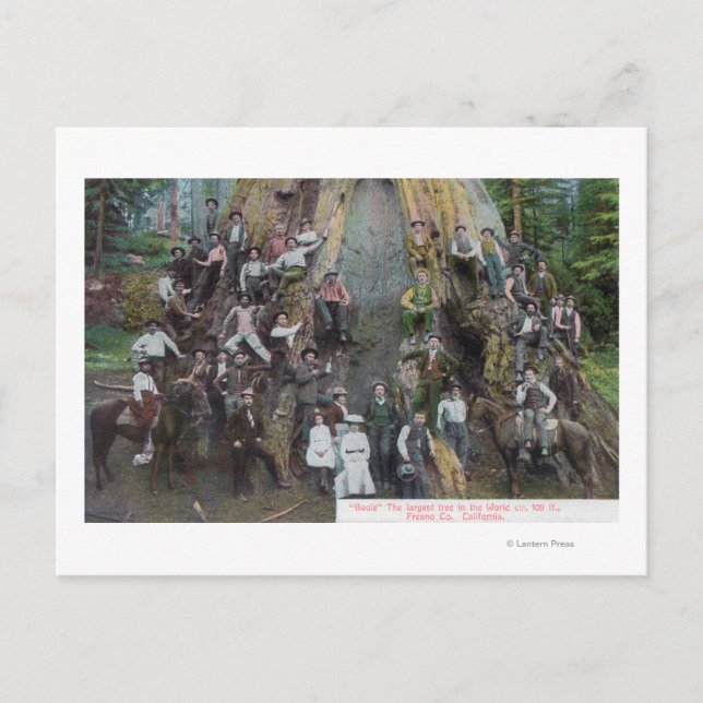 Boole, världens största Träd Vykort (Framsida)