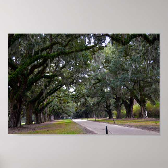 Boone Hall Avenue of Oaks i South Carolina Poster (Framsidan)