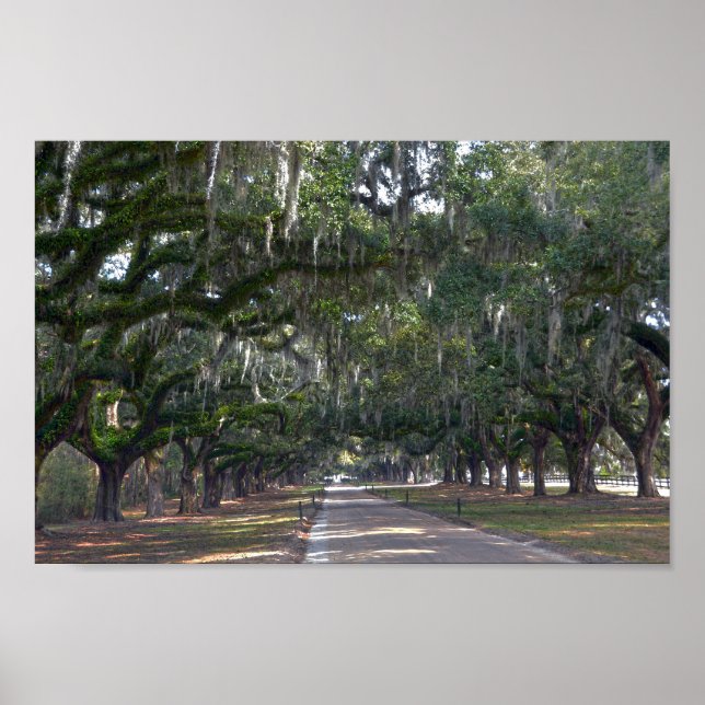 Boone Hall Plantation Avenue of Oaks Poster (Framsidan)