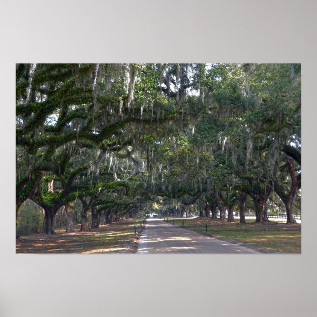 Boone Hall Plantation Ekallé av ekar Poster (Framsidan)