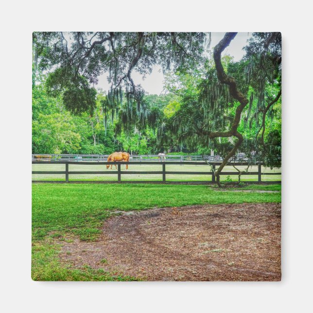 Boone Hall Stables Magnet (Framsidan)