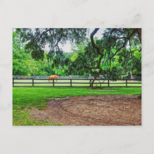 Boone Hall Stables vycard Vykort