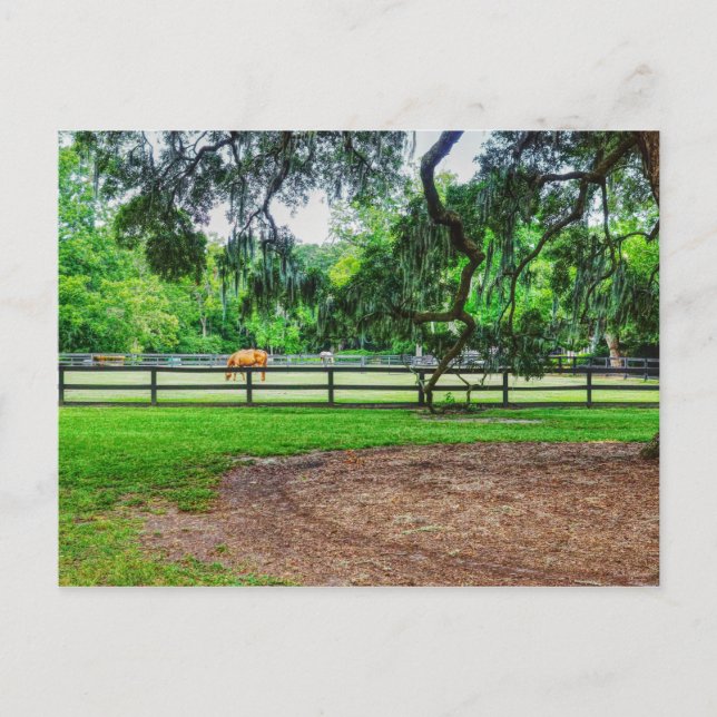 Boone Hall Stables vycard Vykort (Framsida)